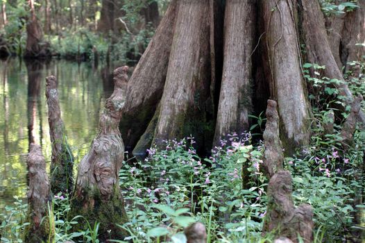 Cypress knees and wildflowers at Little Blue Spring in High Springs, Florida.