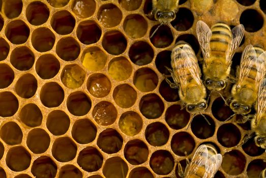 Bees inside a beehive 