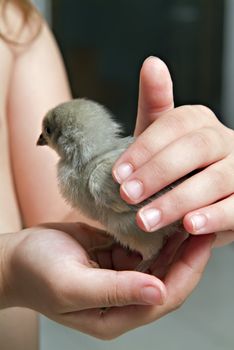 grey chick in child hand