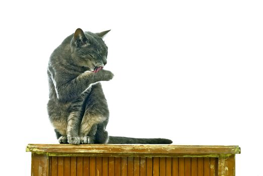 gray cat cleaning itself