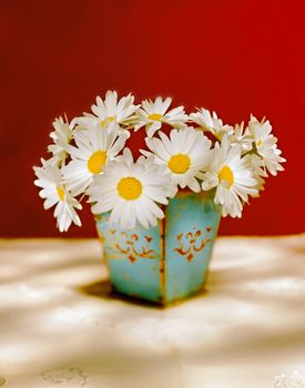 bouquet of white daisies in an old vase and red background