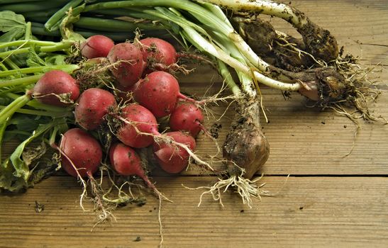 Bunch of fresh and dirty radishes and scallion from the garden on wooden surface