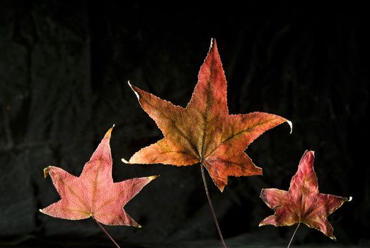 Three Autumn Leafs isolated on black