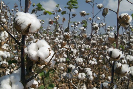 Close-up of Ripe cotton bolls on branch