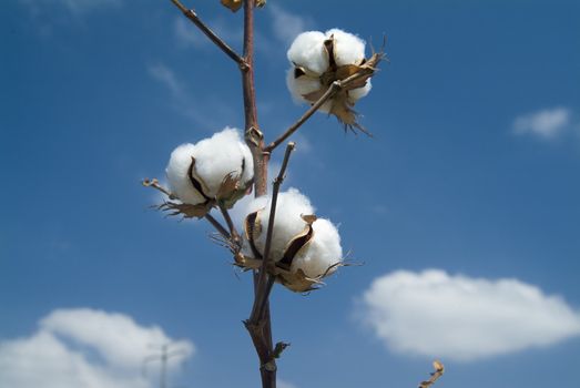 Close-up of Ripe cotton bolls on branch against cloudy blue sky