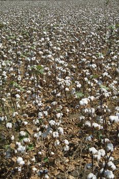 General view of a field full of ripe cotton bolls