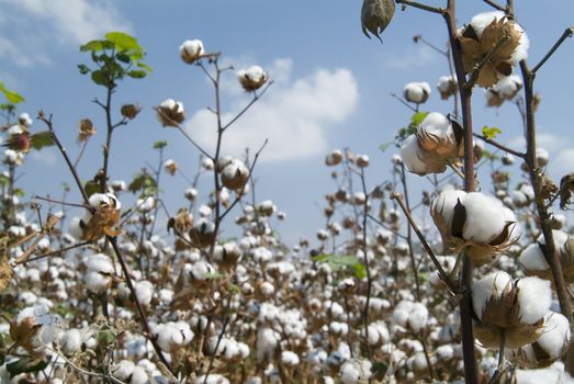 Close-up of Ripe cotton bolls on branch 