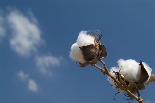 Close-up of Ripe cotton bolls on branch against cloudy blue sky