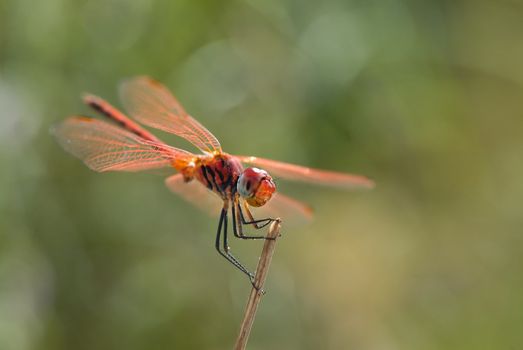 Dragonfly standing on twig