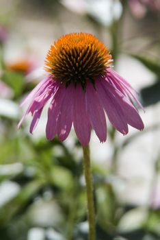 single Echinacea flower