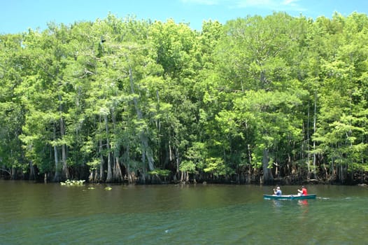 Canoeists paddle down the Suwannee River.