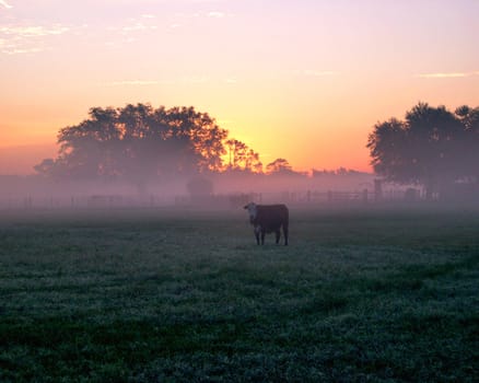 Sunrise over a field in the rural South.