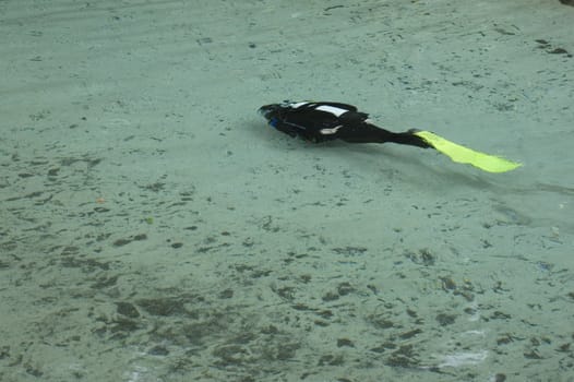 A diver in the spring run in Florida.