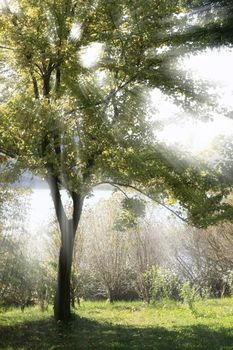 Sunbeam through a Tree - sun blast passing through thick leaves
