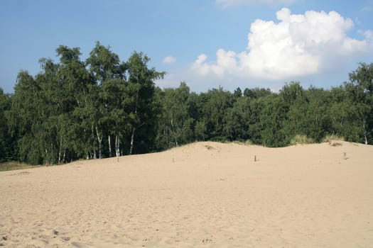 Nature reserve 'Boberger Dunes' in Hamburg, Germany. August 2007. Sand dunes and birch trees.