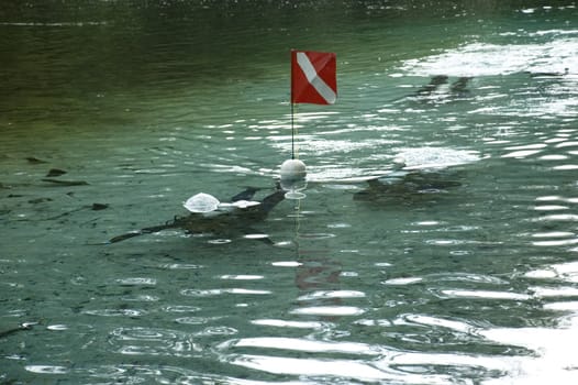 Divers with their dive flag in the river.