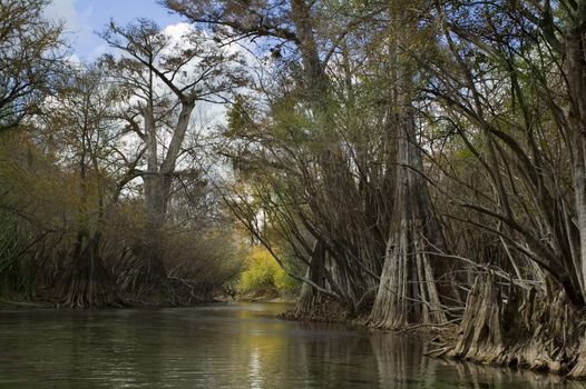 The spring run in winter, surrounded by cypress trees.