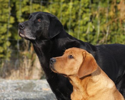 two Labrador retrievers, one black and one yellow, with focus on the dog in front