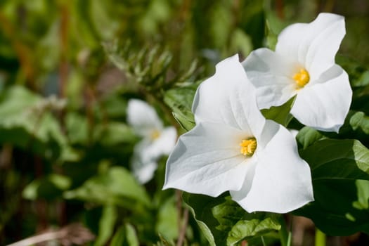 White trillium on a sunny day