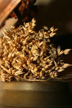 Wheat on a dark background