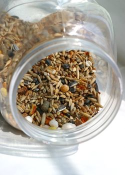 Transparent bank with a forage for hamsters and mice