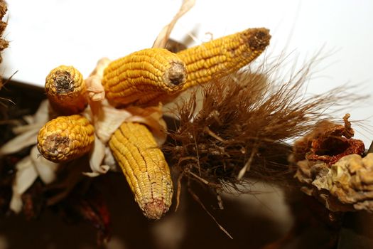 Five ears of corn on a wall