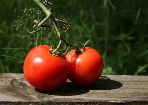 Two tomatoes covered by the sun on a background of a grass