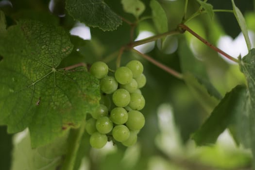 Cluster of a grapes in sharpness, the rest is dim