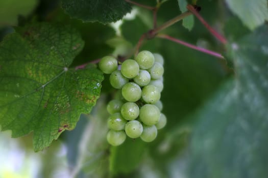 Cluster of a grapes in sharpness