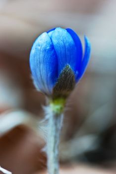 Hepatica nobilis