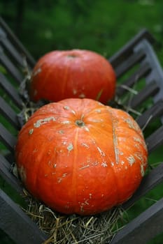 Two pumpkins in a cart on a green background