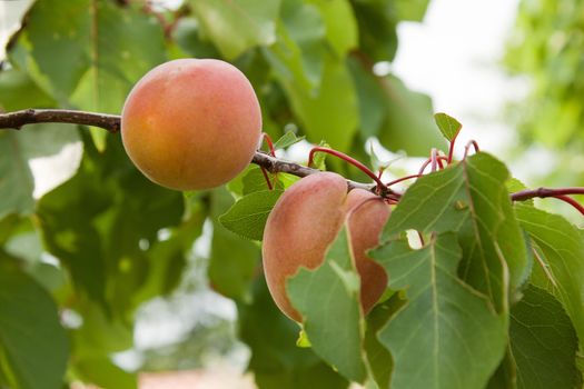 branch of young apricots in fruit garden