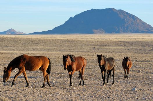 Wild Horses of the Namib near Aus, Namibia.