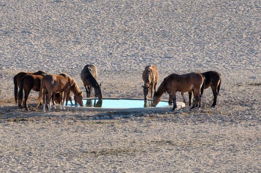 Wild Horses of the Namib near Aus, Namibia.