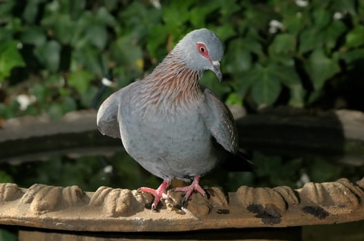 Speckled Pigeon, Columba guinea, in funny pose