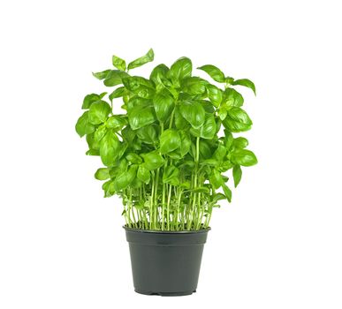 pot of fresh basil plant on white background