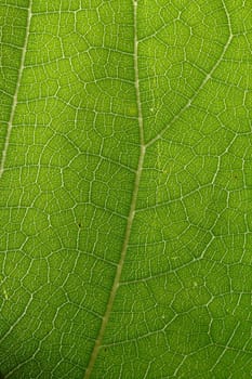 Macro fo green leaf showing the veins