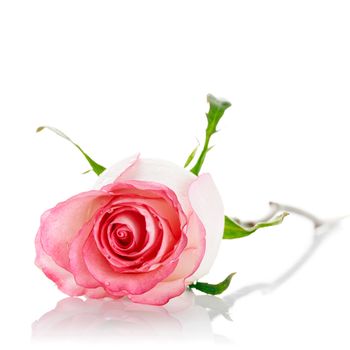 Pink rose. Rose on a white background. Pink flower. Beautiful flower.