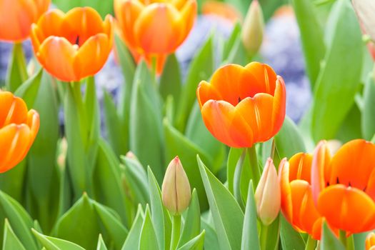 beautiful spring flowers in garden, Thailand.