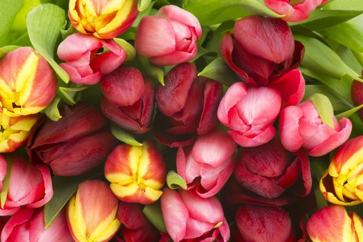 colourful tulips