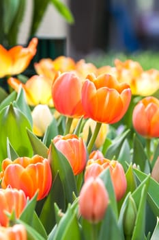 beautiful spring flowers in garden, Thailand.