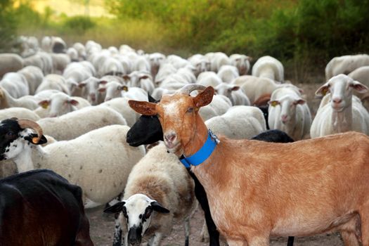 goats and sheep herd flock outdoor track nature animals