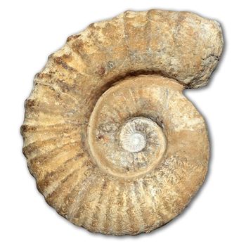 fossil spiral snail stone real ancient petrified shell isolated on white