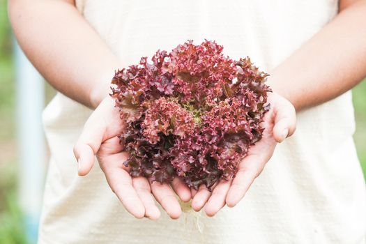 Hands holdings a fresh Purple lettuce