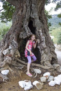 little girl in a big olive tree