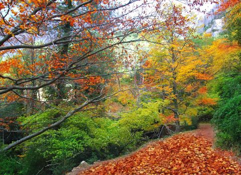 autumn fall beech forest track yellow golden leaves scenics