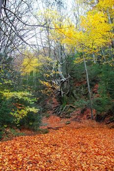 autumn centenary beech tree forest in fall golden leaves