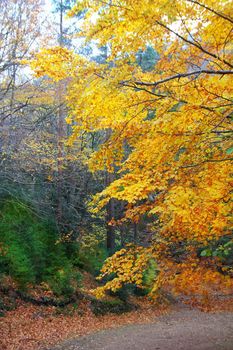 autumn fall colorful golden yellow leaves beech forest trees