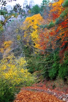 autumn fall colorful golden yellow leaves from a beech trees forest