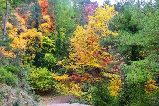 autumn fall colorful golden yellow leaves beech forest trees